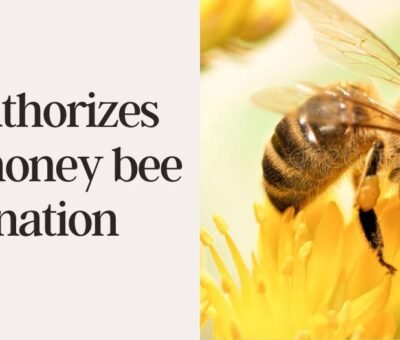 US authorizes first honey bee vaccination